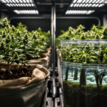 Living Soil vs. Hydroponik: Welche Anbaumethode liefert bessere Ergebnisse?