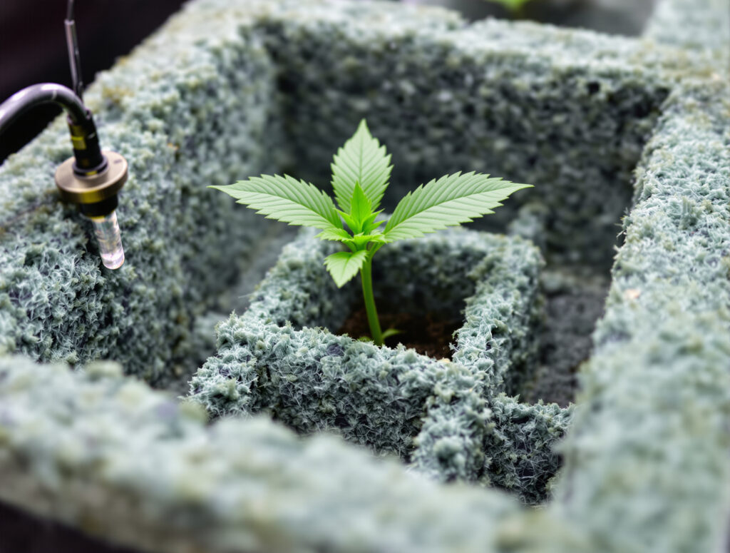 Cannabis-Setzling in Steinwolle-Slab mit Bewässerungssystem