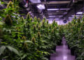 Indoor-Cannabisanbau in einem Cannabis Social Club in Berlin-Weißensee