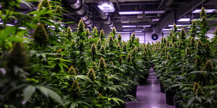 Indoor-Cannabisanbau in einem Cannabis Social Club in Berlin-Weißensee