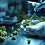 Mikrobielle Dekontamination von Medizinalcannabis: Wo die EU-Branche regulatorisch hinkt und wer haftet