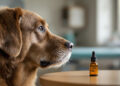 Hund in Tierklinik mit CBD-Öl-Flasche im Vordergrund