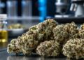 Hochpotente Cannabissorten Vergleich