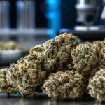 Die stärksten Cannabissorten im Vergleich: Was THC-Spitzenwerte aussagen