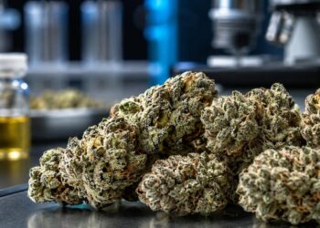 Hochpotente Cannabissorten Vergleich