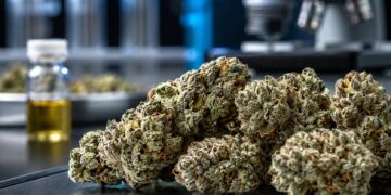 Hochpotente Cannabissorten Vergleich