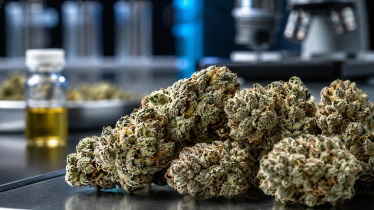 Die stärksten Cannabissorten im Vergleich: Was THC-Spitzenwerte aussagen