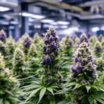 Die 50 beliebtesten Cannabis-Sorten 2026