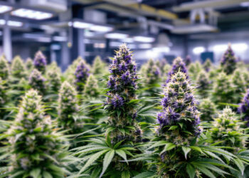 Vielfalt moderner Cannabis-Genetiken in professioneller Indoor-Zucht