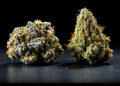 Zwei Cannabis-Blüten unterschiedlicher Morphologie nebeneinander im Makro