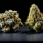 Indica vs. Sativa vs. Hybrid: Was stimmt noch 2026?
