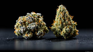 Indica vs. Sativa vs. Hybrid: Was stimmt noch 2026?