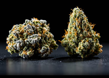 Zwei Cannabis-Blüten unterschiedlicher Morphologie nebeneinander im Makro