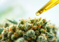 Pipette extrahiert Terpen-Öl aus Cannabis-Blüte im Labor