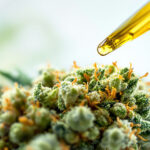 Neue wissenschaftliche Erkenntnisse zu Terpenen in der Schmerzmedizin
