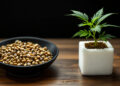 Vergleich Cannabissamen und bewurzelter Steckling auf Arbeitstisch