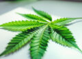 Frisches Cannabis-Fächerblatt auf weißer Laborfläche in Nahaufnahme