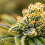 Ab wann riechen Cannabispflanzen? Geruch über den gesamten Grow