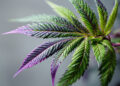 Cannabis-Fächerblatt mit Übergang von grün zu violett