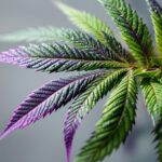 Lila Cannabisblätter: Anthocyane, Kältestress und wann die Färbung ein Warnsignal ist