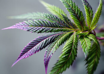 Cannabis-Fächerblatt mit Übergang von grün zu violett