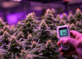 Lichtmessung über Cannabisblüten im Anbau