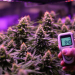 Wie viel Licht braucht Cannabis in der Blüte? PPFD, Stunden und Abstand