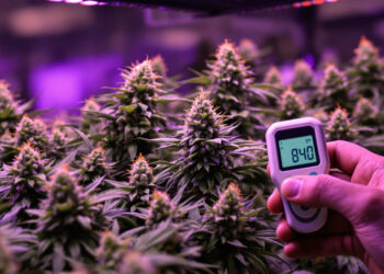 Lichtmessung über Cannabisblüten im Anbau