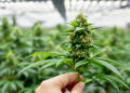Hand hebt Fächerblatt einer Cannabispflanze an und gibt Blick auf darunterliegende Blüte frei