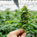 Cannabis entlauben: Wann, wie viel und warum Defoliation den Ertrag beeinflusst