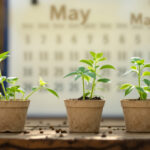 Eisheilige und Cannabis: Warum Mitte Mai der Stichtag für den Outdoor-Grow ist