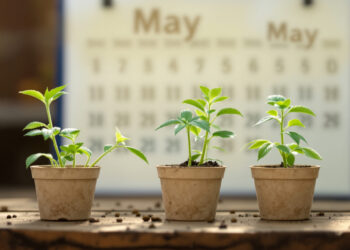 Junge Cannabis-Setzlinge in Töpfen auf Gartentisch, Mitte Mai