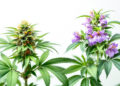 Cannabis und Tollkirsche im botanischen Vergleich – zwei nicht verwandte Pflanzenfamilien