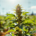 Cannabis Hitzestress im Hochsommer erkennen und gegensteuern