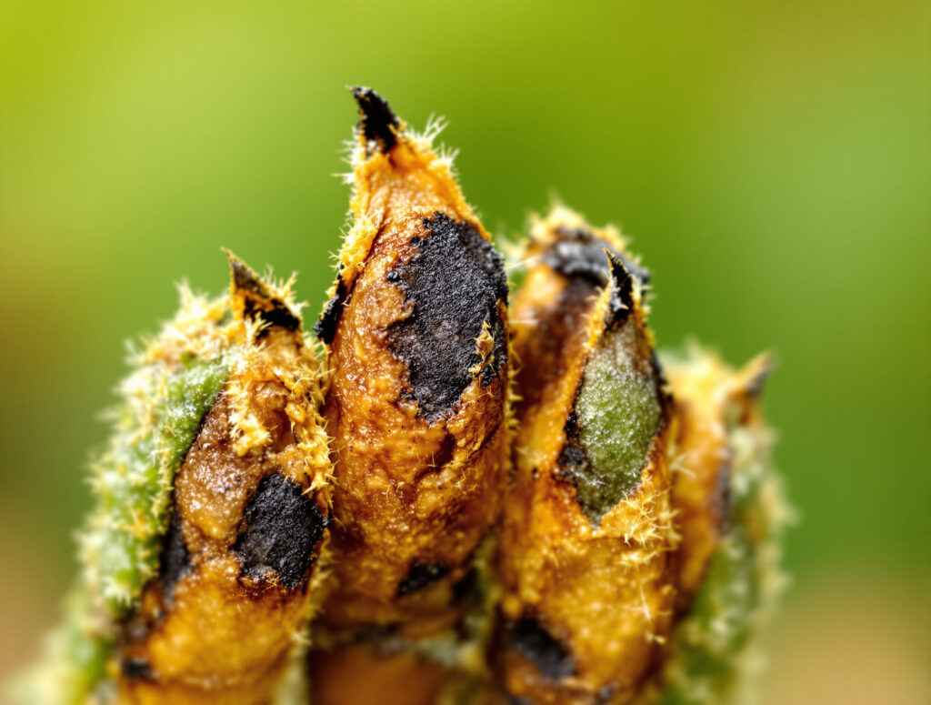 Nahaufnahme verbrannter Cannabisblatt-Spitzen mit braunen Rändern