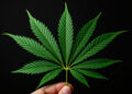 Fächerblatt einer Cannabispflanze mit sieben gesägten Fingern