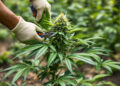 Outdoor-Cannabispflanze während gezielter Entlaubung in der Blütephase