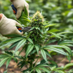 Cannabis entlauben im Freiland: Was outdoor anders läuft