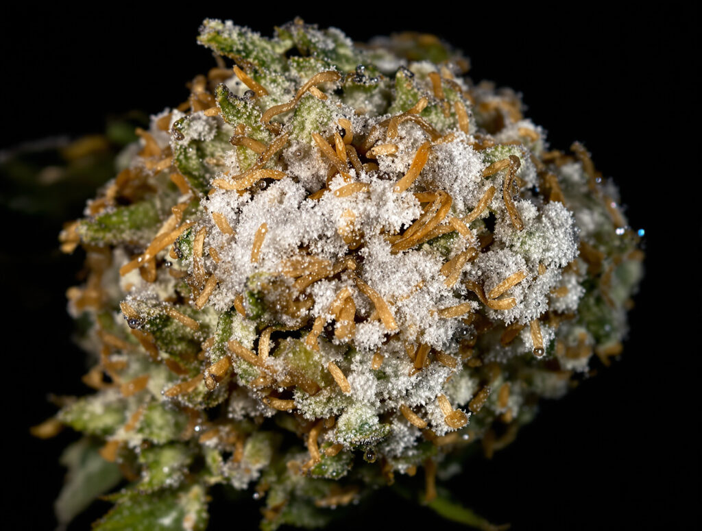 Grauschimmel-Befall an einer dichten Cannabis-Blüte im Freiland