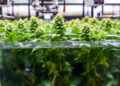 Hydroponische Cannabis-Kultivierung mit Wurzeln in Nährlösung