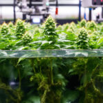 Hydrokultur-Pflanzen kaufen: der Cannabis-Einsteiger-Guide
