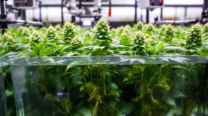 Hydrokultur-Pflanzen kaufen: der Cannabis-Einsteiger-Guide