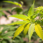Cannabis Stickstoffmangel erkennen und richtig beheben