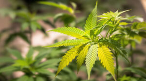 Cannabis Stickstoffmangel erkennen und richtig beheben