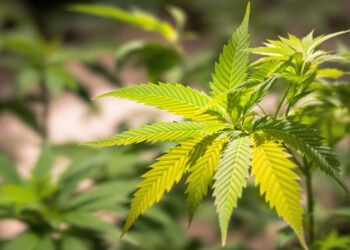 Cannabis-Blatt mit Stickstoffmangel: Vergilbung von der Blattspitze