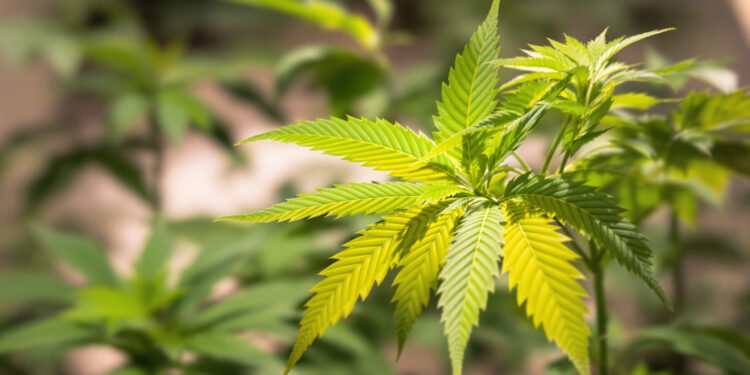 Cannabis-Blatt mit Stickstoffmangel: Vergilbung von der Blattspitze