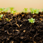 No-Till Growing: Cannabis anbauen ohne den Boden zu stören