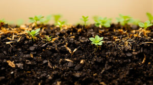 No-Till Growing: Cannabis anbauen ohne den Boden zu stören