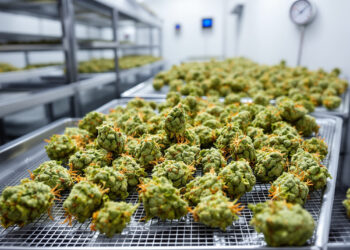 Cannabis-Blüten trocknen auf Edelstahlgittern in pharmazeutischem Trocknungsraum