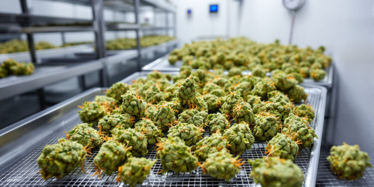 Cannabis-Blüten trocknen auf Edelstahlgittern in pharmazeutischem Trocknungsraum